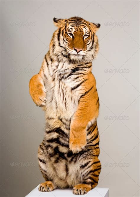 Tiger Standing Up Stock Photo By Lifeonwhite Photodune