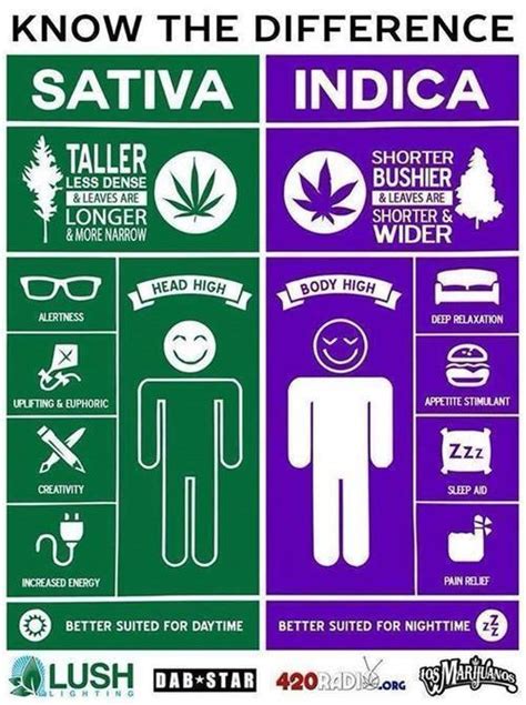 The two strains of cannabis, cannabis indica and cannabis sativa, differ in size, shape, smell, and potency. Chris Webby - Sativa Lyrics | Genius Lyrics