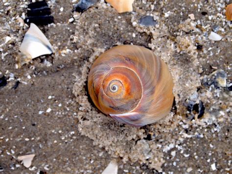 Free Images Beach Coast Sand Shore Material Shell Invertebrate Seashell Conch Sandy