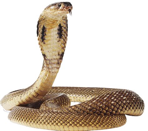 Cobra Snake Transparent Png Png Mart