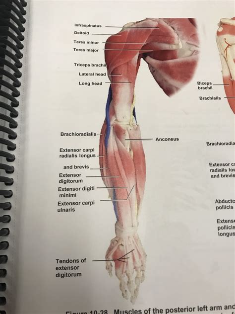 Muscles Of The Posterior Arm And Forearm Left Diagram Quizlet