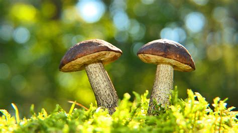 Bokeh Macro Mushroom With Shallow Background 4k Hd Nature