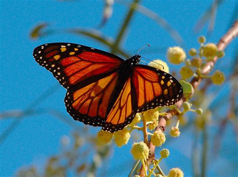 On Gossamer Wings The Beauty Of Butterflies And Moths
