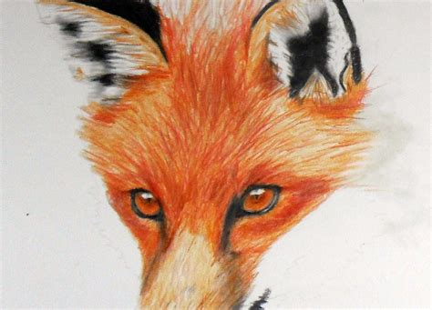 How To Draw A Fox Red Fox Fox Sketch Draw A Fox Fox Drawing Images