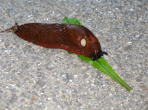 Slugs And Snails And Tales Of Puppy Dogs 8 Slug Control
