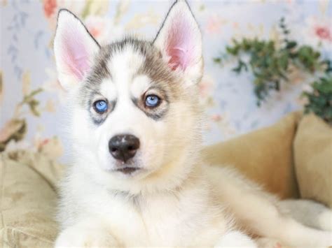 Siberian Husky Dog Male Sable 3150576 Animal Kingdom Puppies N Love