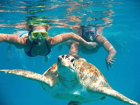 Swimming And Snorkeling With Turtles Tenerife Excursion