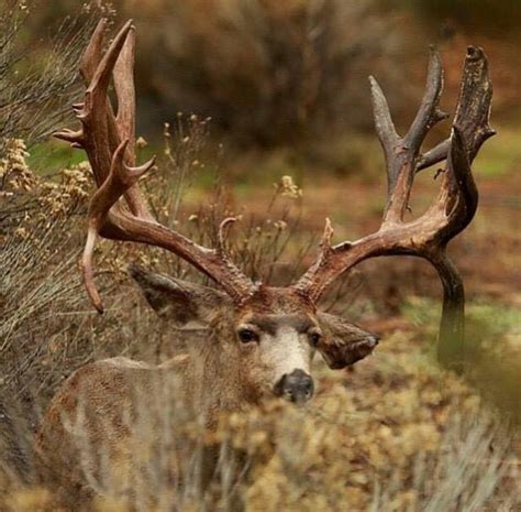 Pin By Heath Hodges On Majestic Whitetail Deer Pictures Deer