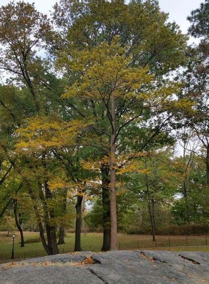 What Are Central Parks Most Colorful Fall Trees The