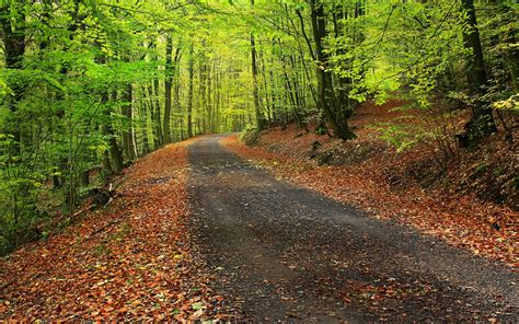 Forest Autumn Leaves And Path Wallpapers Forest Autumn