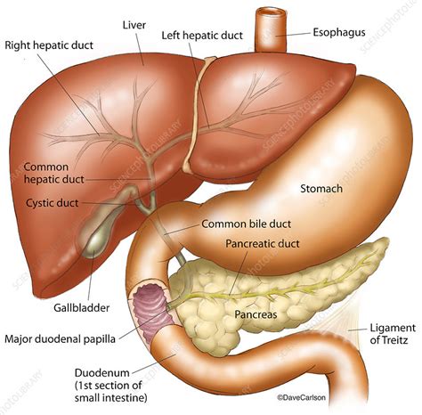 The history of biliodigestive surgery was more common in. Liver, Stomach, Pancreas, and Gallbladder, illustration ...