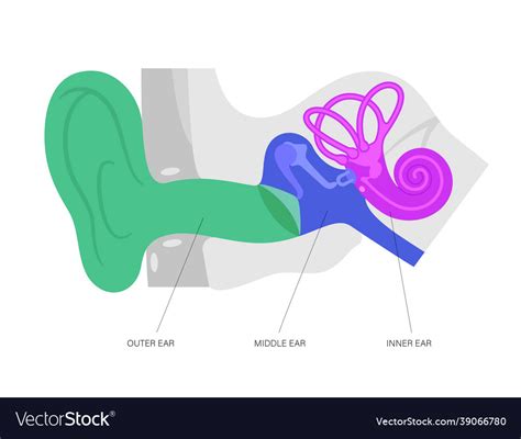Ear Anatomy Diagram Royalty Free Vector Image Vectorstock