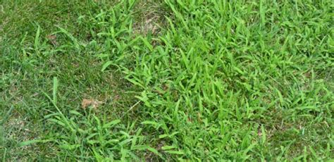 What Is That Light Green Grass In My Lawn Purelawn Cincinnati