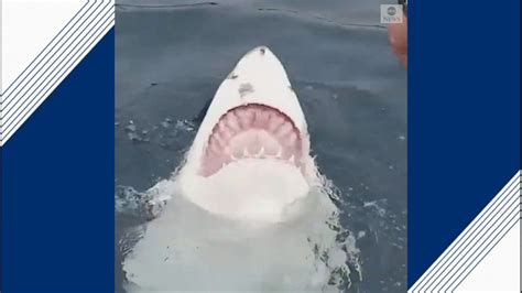 Shark Swims On Its Back Video Abc News
