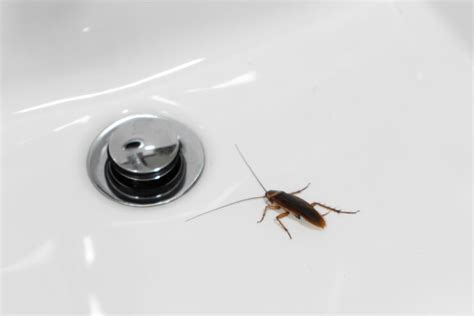 Keep Roaches Out Of Drains And Prevent Them From Invading