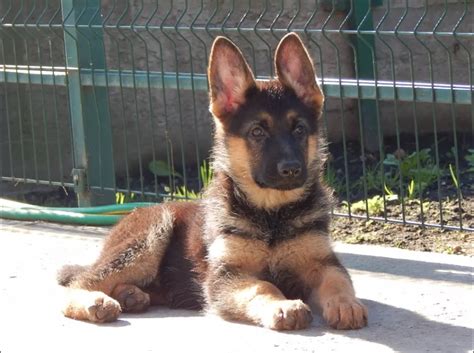 10 Best German Shepherd Dog Names The Paws