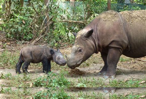 Account resmi #animalstoriesindonesia � instagram Top Ten Indonesian Endangered Species - Indonesia Expat