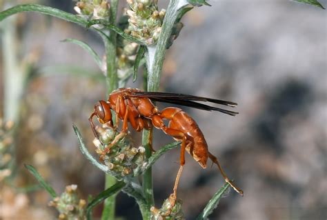 Polistes Carolina Fine Backed Red Paper Wasp And P Rubiginosus