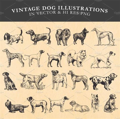 Vintage Dog Illustrations Vector Animal Illustrations ~ Creative Market