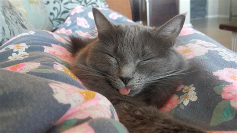 Sleeping Blep Blepcats
