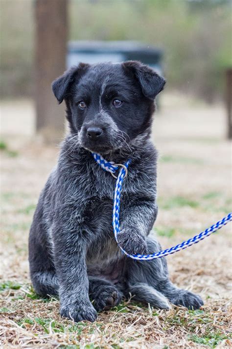 17 Best Images About Blue Heelerandlab Puppies On