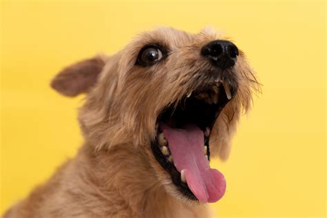 Why Do Dogs Stick Their Tongue Out When They Yawn