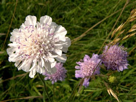 Peter Lovetts Ramblings An Unusual White Scabious Sp