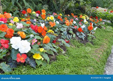 Begonia Flower Garden Stock Photo Image Of Flora Green 31525170