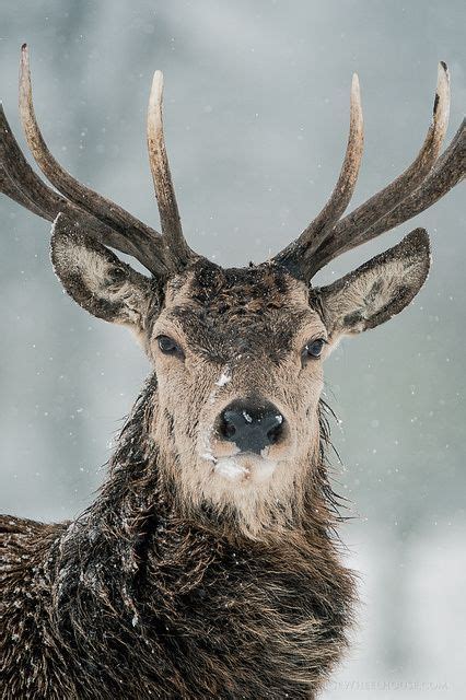 Pin On Winter Animals