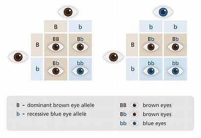Recessive Eyes Dominant Genes Alleles Inheritance Brown