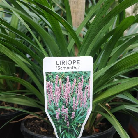 Liriope Samantha 140 Mm Botanical Creations