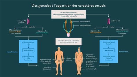 Schéma Bilan Des Gonades à Lapparition Des Caractères Sexuels
