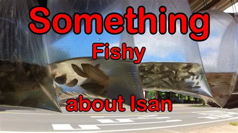 Something Fishy In Isan Youtube