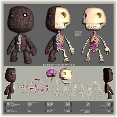 Skeletal Structure Of Lbp Sackboy By Jason Freeneyhmmmi Thought