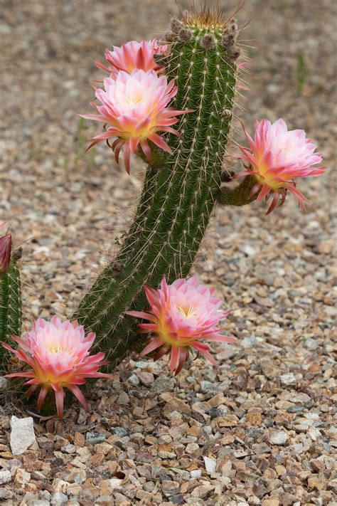 Trichocereus Grandiflorus Hybrid Cactus Flower Cactus Plants Cactus