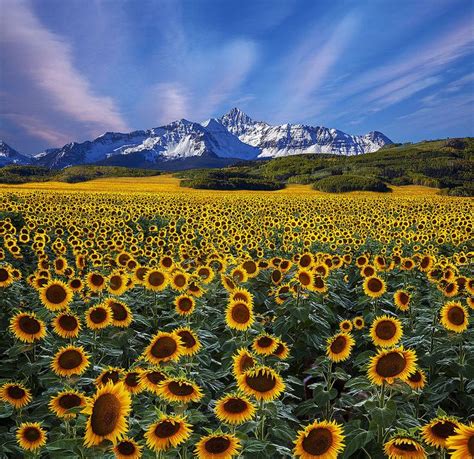 Rocky Mountain Sunflowers Sunflower Photography Sunflower Pictures