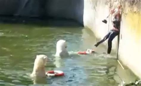 Polar Bear Attack Zoo