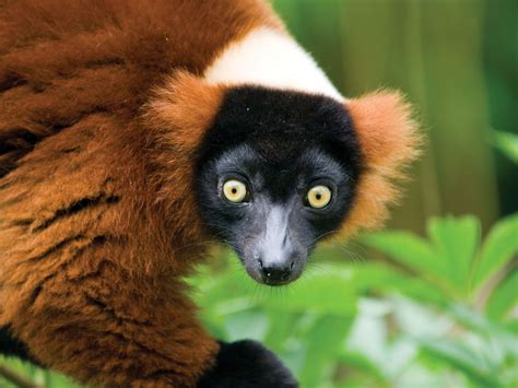Types Of Lemurs