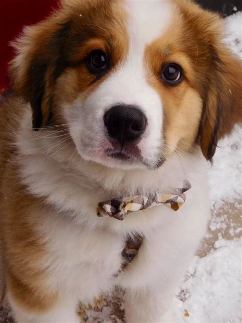 They are born in our master bedroom and spend each we are a family with 4 lovely great bernese who are with us each day on the horse farm and nearly everywhere that we go. Drogo... Great Pyrenees Bernese Mountain Dog mix | Doggies ...