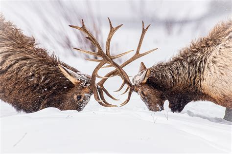 Buy Wildlife Photography Of Two Bull Elk Fighting With Their Antlers In