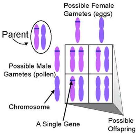 Start filling the punnett square with the given information and by completing the parent/offspring cells. Pangburn's Posts | The important thing in science is not so much to obtain new facts as to ...