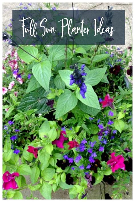 There are a lot of full sun plants that. Full Sun Planter Ideas - Containers that Will Last All ...