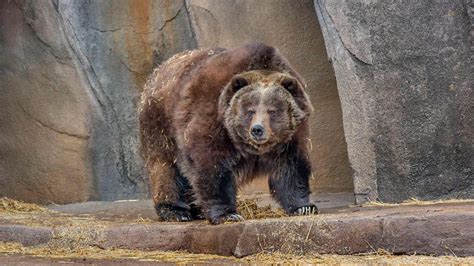 Grizzly Bear Milwaukee County Zoo