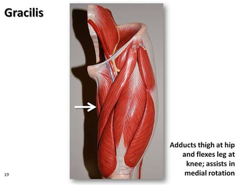 Gracilis Muscles Of The Lower Extremity Anatomy Visual A Flickr