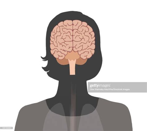 Female Head Silhouette With Infographic Brain High Res Vector Graphic
