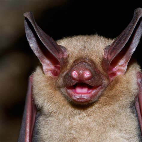 el murciélago vampiro se alimenta de sangre y se encuentra principalmente en américa central y