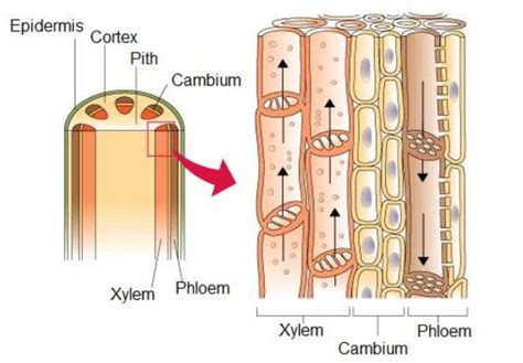 Explain Xylem And Phloem Difference Between Xylem And Phloem With