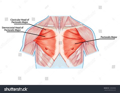 Pectoralis Major Muscle Muscles Of Chest Royalty Free Stock Vector My Xxx Hot Girl