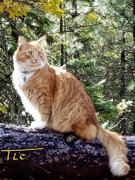 Simba The Handsome Ginger Wedgie Norwegian Forest Cat In Fall In