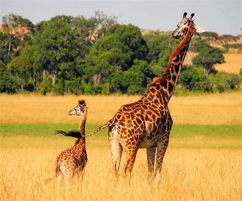 30 Giraffe Facts And Photos Fun Animal Facts For Kids Hubpages